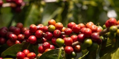 Colombian coffee plant for export