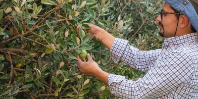 Young latin man looking for fruits in a feijoa tree