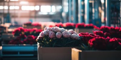 A beautiful display of peonies at a wholesale flower market. Various containers of fresh, vibrant flowers in full bloom, ready for distribution. The flowers evoke feelings of spring, beauty, and elegance.